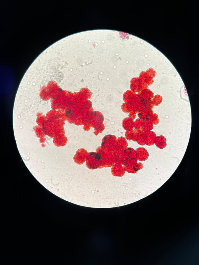 Close-up view of vibrant red microorganisms under a microscope, showcasing cellular detail.