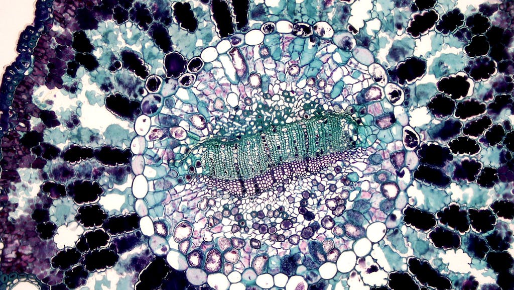 Detailed microscopic view of a plant cell cross-section showcasing cellular structure.