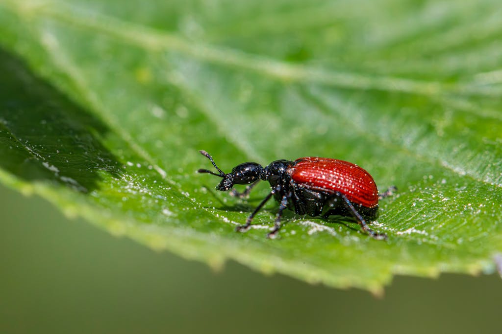 Macro shot of a vibrant hazel-leaf roller weevil on a green leaf, showcasing insect details.